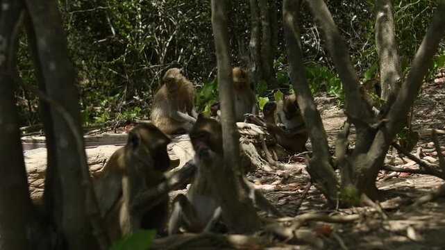 Group of crab-eating macaques (Macaca fascicularis) resting in daytime and social grooming between animals concept.