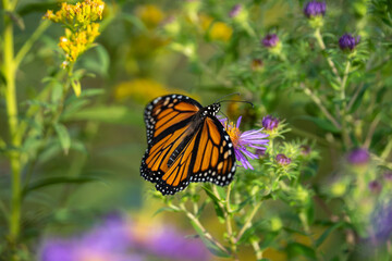 A monarch butterfly rests on a purple flower surrounded by green foliage and yellow flowers. © Justin Mueller
