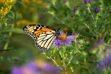 A monarch butterfly rests on a purple aster, surrounded by green foliage and yellow flowers. © Justin Mueller