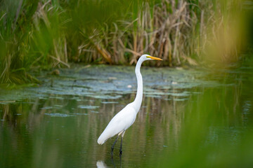 Obraz premium A white egret stands in shallow water surrounded by reeds.