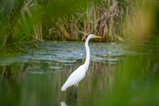 A white egret stands in shallow water surrounded by reeds.
