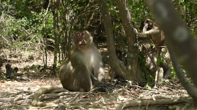 Male crab-eating macaque (Macaca fascicularis) resting in daytime.