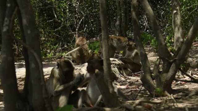 Group of crab-eating macaques (Macaca fascicularis) resting in daytime and social grooming between animals concept.