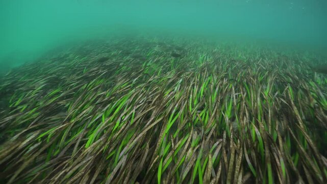 Underwater view of a dense green seagrass meadow beneath turquoise wat