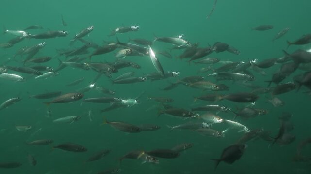 Dense school of fish swimming underwater in green water