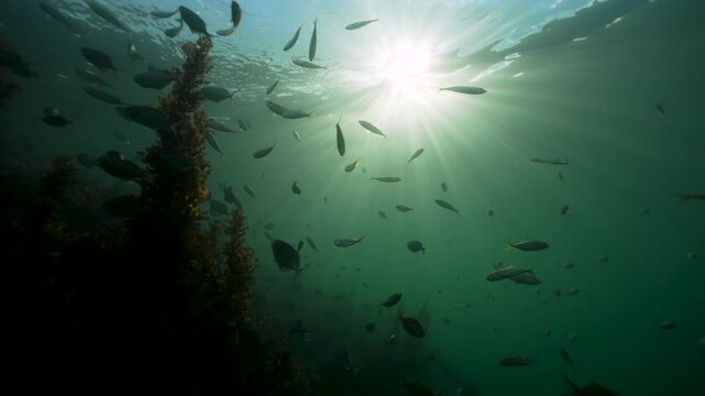 Sunlight filtering through green underwater water with fish and seawee
