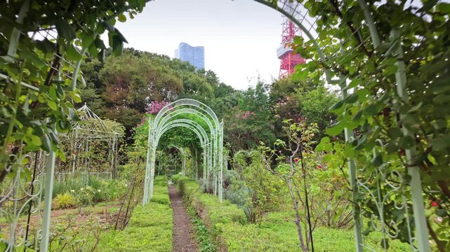 A picturesque iron arched trellis walkway covered in lush green vines in a public rose garden in Seoul, South Korea, for nature lovers.
