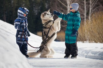 Children playing with a Siberian husky in a snowy winter landscape © Viacheslav Zhukov