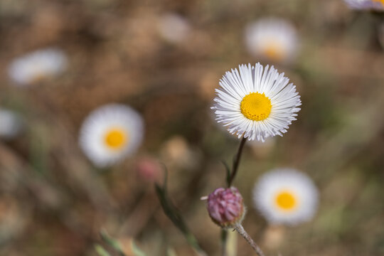 Daisy Fleabane Wildflower in Selective Focus