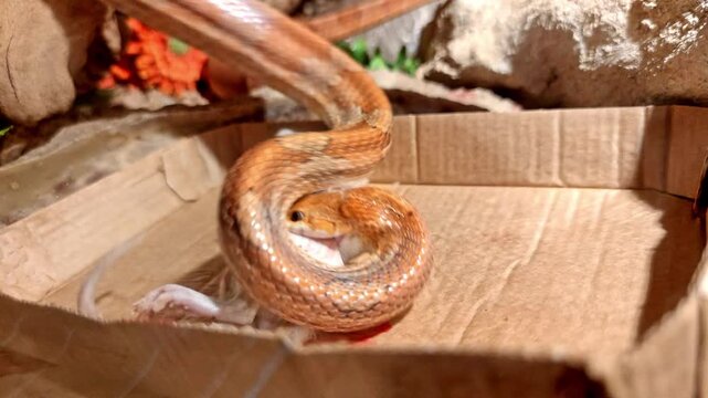 A red corn snake swallowing a rat. Pantherophis guttatus is a North American species of rat snake that subdues its prey by constriction. Corn snake close up.