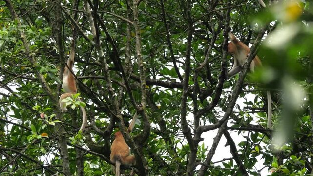 Baby Proboscis Monkey playing. The proboscis monkey (Nasalis larvatus) or long-nosed monkey is an arboreal Old World monkey with an unusually large nose, a reddish-brown skin color and a long tail.