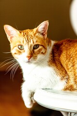 cat on a table © cristian
