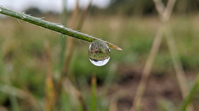Macro view of a clear water drop hanging from a green grass blade in a meadow during morning dew for nature and ecology concept