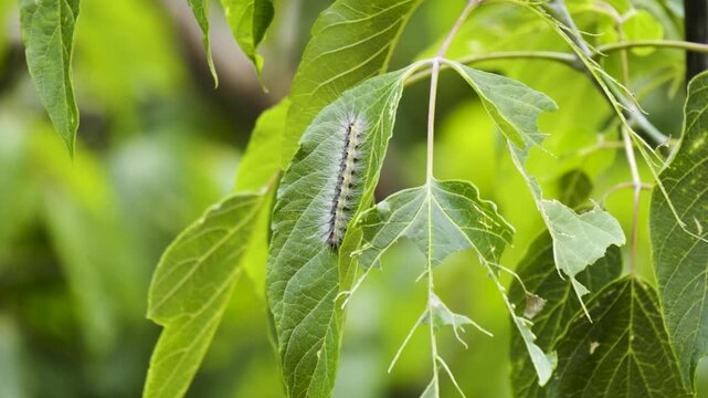 Hairy white fall webworm caterpillar crawling down mulberry tree leaf in real time, 4K