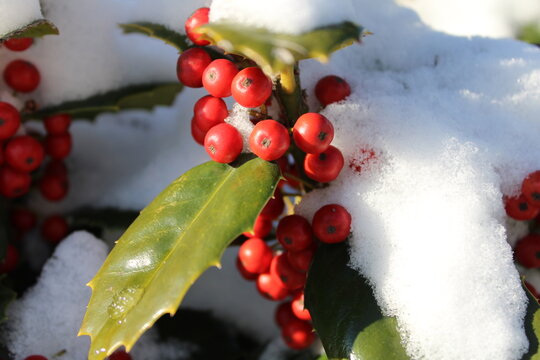 Red berries of English holly (Ilex aquifolium) in the winter snow