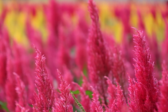 Pink cockscomb flowers