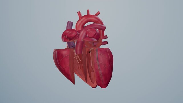 Anatomical heart chambers revealed through a smooth shell opening