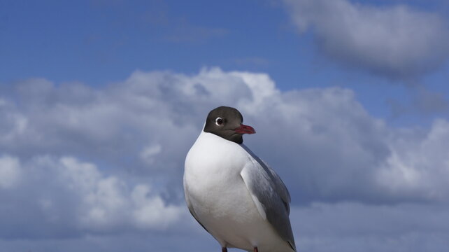 Fotografia de aves