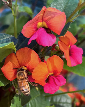 Honey Bee Pollinating Colourful Australian Native Heart-Leaf Flame Pea