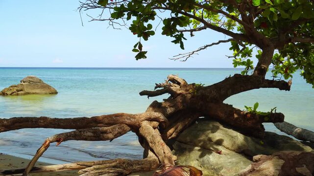 Large Driftwood on Tropical Beach