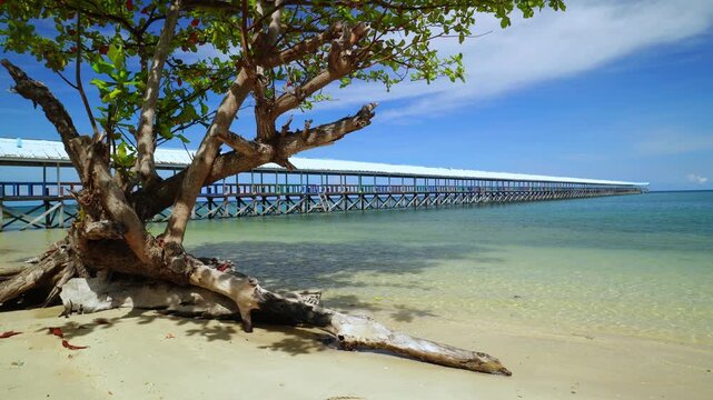 Long Wooden Pier on Tropical Coast