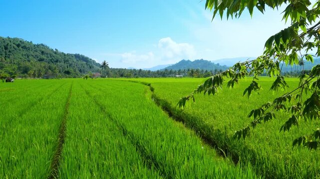 Lush Green Rice Field with Mountain View