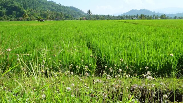Fresh Green Rice Paddy in Countryside