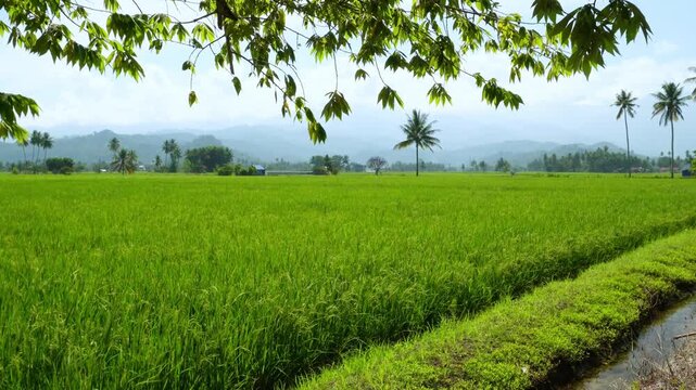 Wide Rice Field with Palm Trees