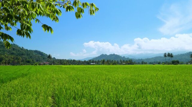 Wide Green Rice Field with Mountain Range