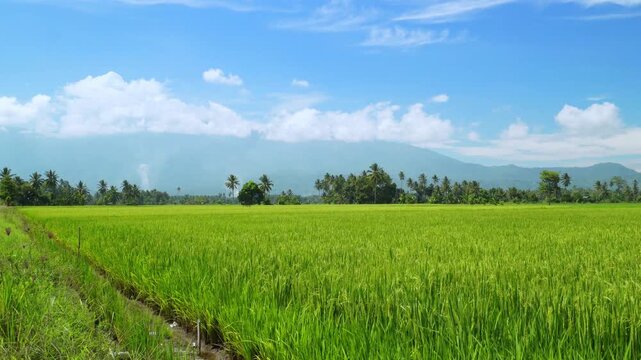 Lush Rice Paddy Under Blue Sky