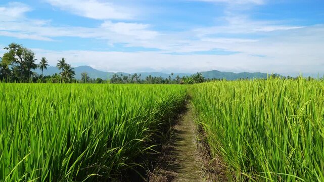 Footpath Through Green Rice Field