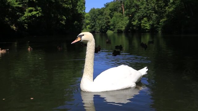 White swan swimming on forest lake