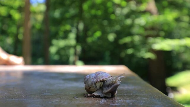 Snail crawling very slowly on wood