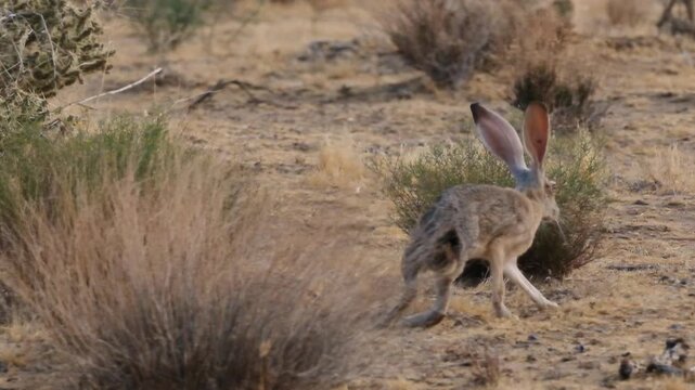 Black tailed jackrabbit in the mojave desert