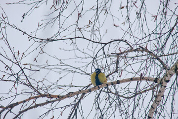 Great tit (Parus major) on a branch with bright plumage in winter. © Michel F