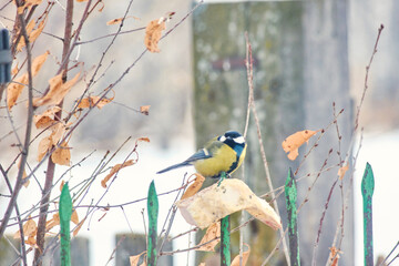 A great tit (Parus major) collects food from suspended suet on a fence. © Michel F