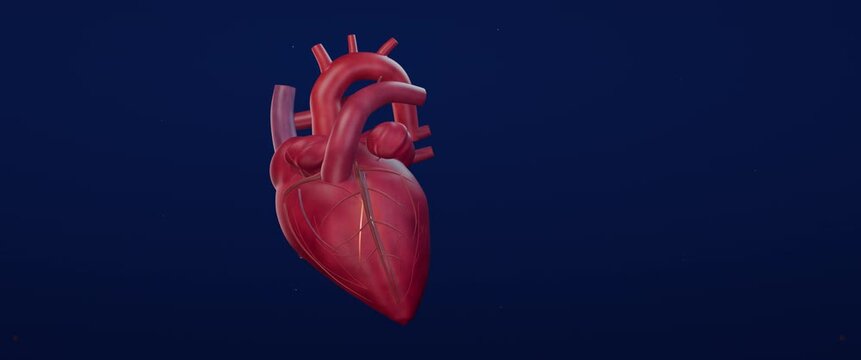 Cinematic cardiac conduction from sinoatrial region to ventricles