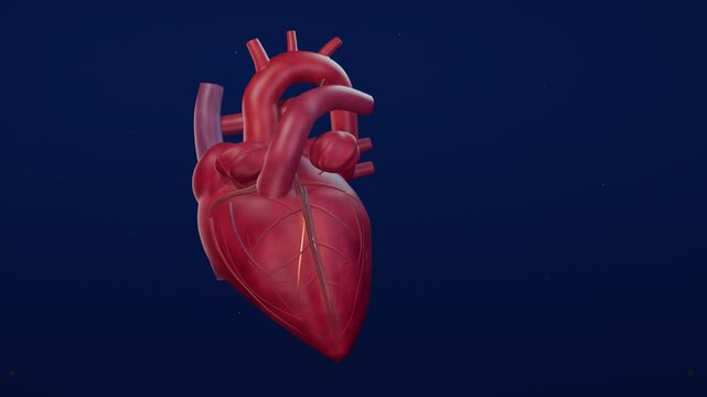 Anatomical heart conduction pulse with delayed ventricular contraction