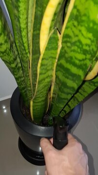Person watering Sansevieria snake plant indoors, close up of houseplant care routine with tall green leaves in modern home