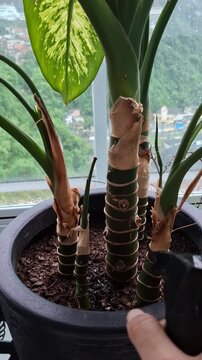 Person watering Dieffenbachia houseplant indoors, close up of plant care routine with healthy green leaves in a home environment