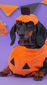 A black and tan dachshund dog wearing an orange pumpkin outfit with a stem hat rests in a studio against purple with triangle bunting, a concept of safe sweets for pets during october festivities.