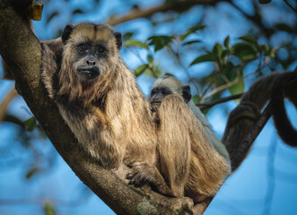 Mother howler monkey with her baby on her back © feeferlump