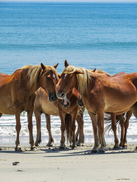Outer Banks wild horses on the beach