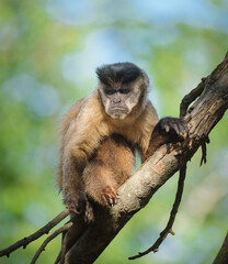 A sunlit, angry looking capurchin monkey on a branch © feeferlump