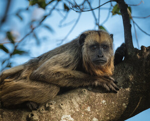 Close up of a howler monkey lying on a branch` © feeferlump