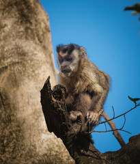 Capuchin monkey on the edge of a tree branch © feeferlump