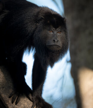 Larger, male howler monkey up close in Brazil