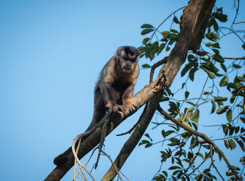 Tufted capuchin monkey looking down from a branch