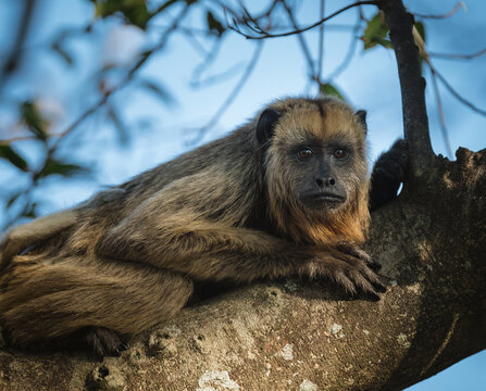 Close up of a howler monkey lying on a branch`