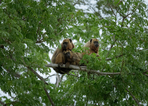 Fmaily of howler monkey's snuggling in the tree